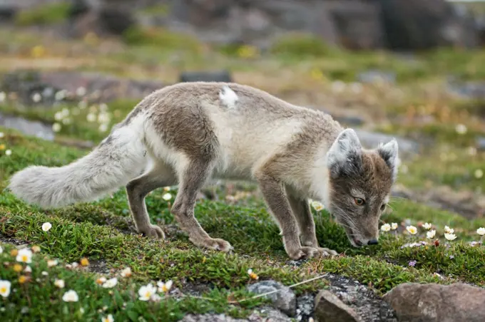 An adult arctic fox (Alopex lagopus) forages on the tundra in summertime, Sassenfjorden, Svalbard, Norway.