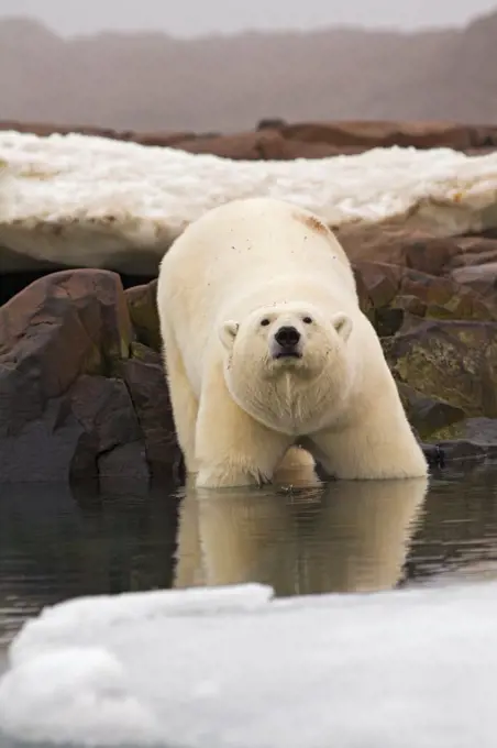 A large polar bear (Ursus maritimus) boar looks for food on a rock island off the coast of Svalbard, Norway, in summertime.