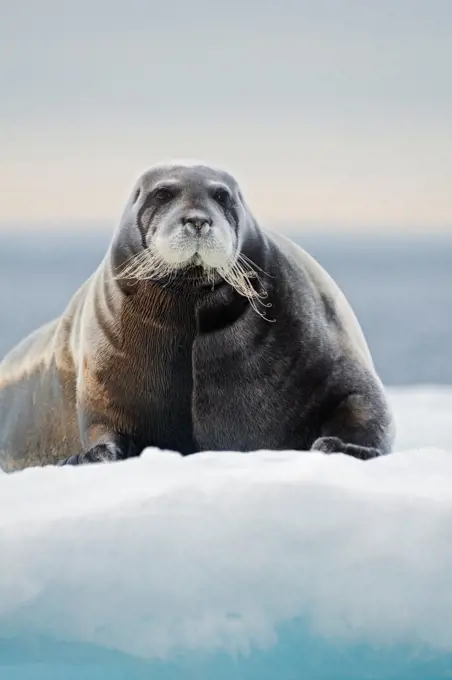 A large bearded seal (Erignathus barbatus) rests on sea ice floating along the arctic coast of Svalbard, Norway, in summertime.