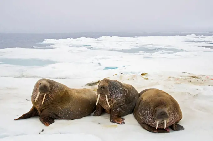 Walruses (Odobenus rosmarus) rest on sea ice floating off the northwest coast of Svalbard, Norway, in summertime.