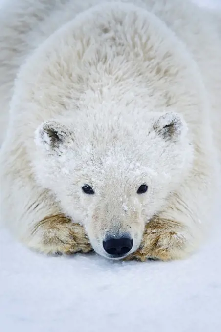 Polar Bear Cub Resting