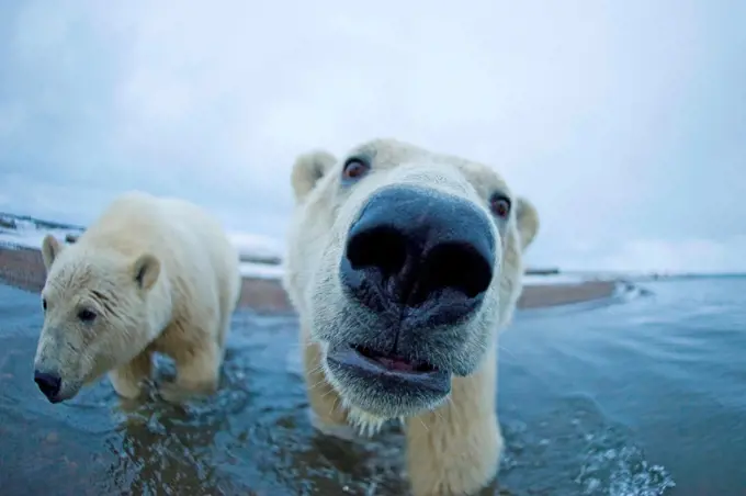 polar bear, Ursus maritimus, pair of curious young bears along Bernard Spit, as they wait for fall freeze up along the coast, 1002 area of the Arctic National Wildlife Refuge, North Slope of the Brooks Range, Alaska