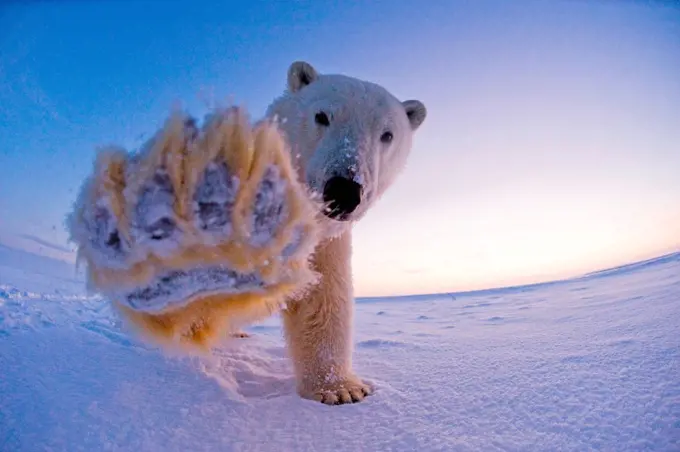 polar bear, Ursus maritimus, fish eye view of a sow on the pack ice along the coast in morning, 1002 area of the Arctic National Wildlife Refuge, North Slope of the Brooks Range, Alaska, autumn