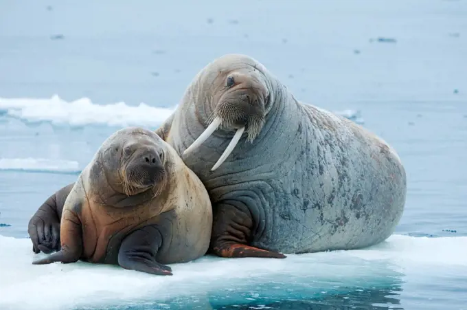 Walrus (Odobenus rosmarus), cow and calf rest on an ice floe along the northern coast of Spitsbergen and the Svalbard Archipelago, Norway, Arctic Ocean, Summer