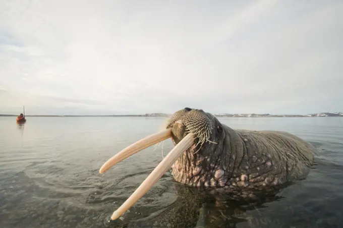 Norway, Svalbard Archipelago, Arctic Ocean, Walrus (Odobenus rosmarus) bull raising its tusks in warning to keep distance, Nordaustlandet, Spitsbergen