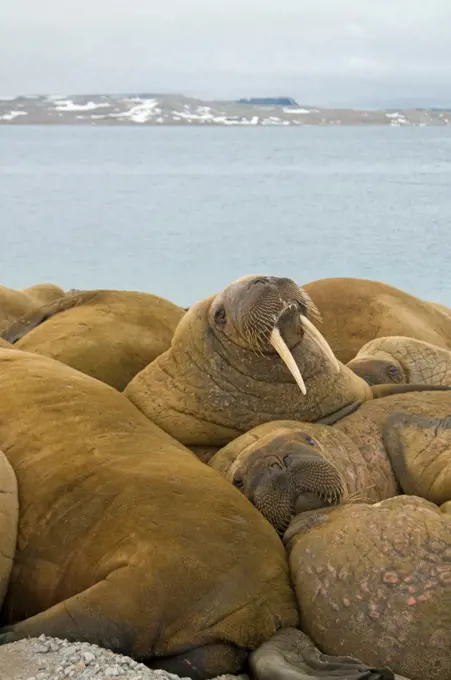 Norway, Svalbard Archipelago, Arctic Ocean, Large bull walrus (Odobenus rosmarus) in front of herd of bulls resting on beach along northwestern coast of Spitsbergen