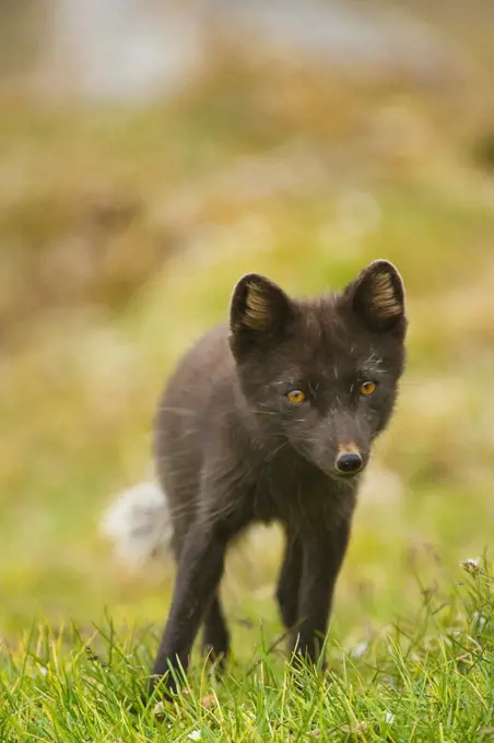 Norway, Svalbard Archipelago, Arctic Ocean, Arctic fox (Alopex lagopus) vixen along northwestern coast of Spitsbergen