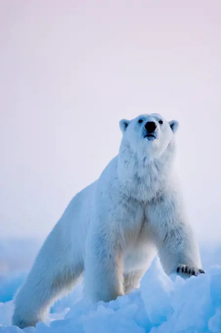 USA, Alaska, Chukchi Sea, offshore from Barrow, Polar bear (Ursus maritimus), large bear traveling through jumbled pack ice over Chukchi Sea, spring