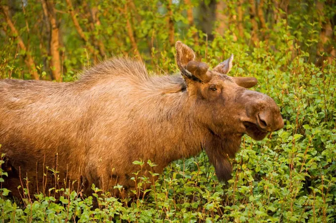 USA, Alaska, Anchorage, Tony Knowles Coastal Trail, Moose (Alces alces), profile of bull foraging on young willow leaves along trail, spring