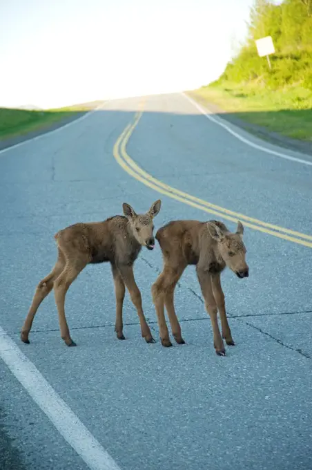 USA, Alaska, Anchorage, Tony Knowles Coastal Trail, Moose (Alces alces), pair of newborn calves on road along trail, spring