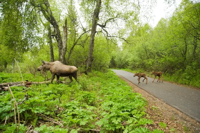 USA, Alaska, Anchorage, Tony Knowles Coastal Trail, Moose (Alces alces), cow with pair of newborn calves crossing trail, spring