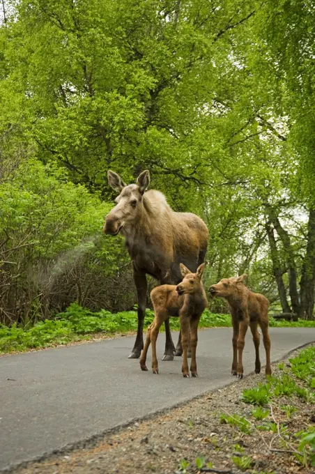 USA, Alaska, Anchorage, Tony Knowles Coastal Trail, Moose (Alces alces), cow with pair of newborn calves on trail, spring