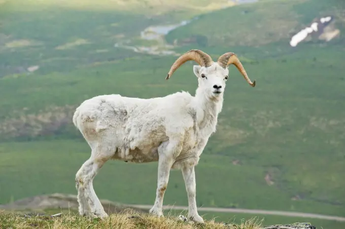 USA, Alaska, Denali National Park, Mount Margaret, Primrose Ridge, Dall sheep (Ovis dalli), ram foraging on spring vegetation atop Primrose Ridge