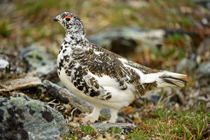 USA, Alaska, Denali National Park, Mount Margaret, Primrose Ridge, Rock ptarmigan (Lagopus mutus), adult male, spring