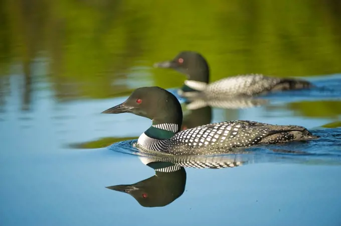 USA, Alaska, Kenai Peninsula, Common loon (Gavia immer) or great northern loon, pair on lake in Sterling, spring