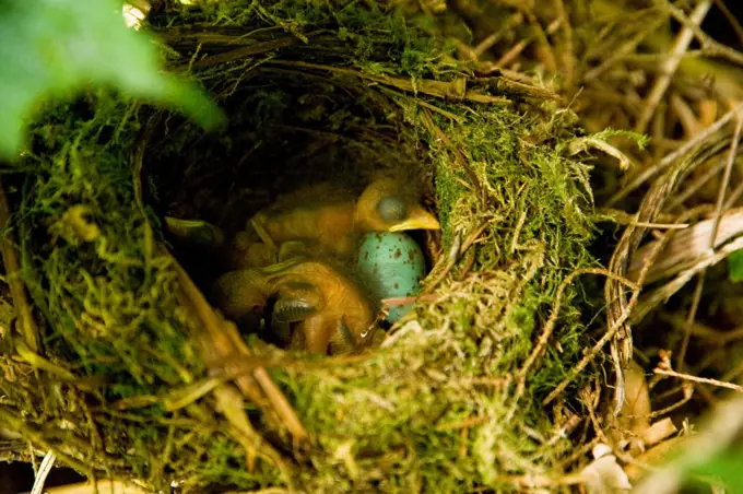 USA, Pacific Northwest, Washington, Poulsbo, Newly hatched songbird chicks sleeping with egg in nest, summer