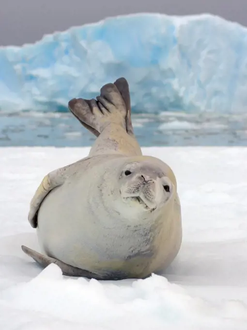 Crabeater Seal