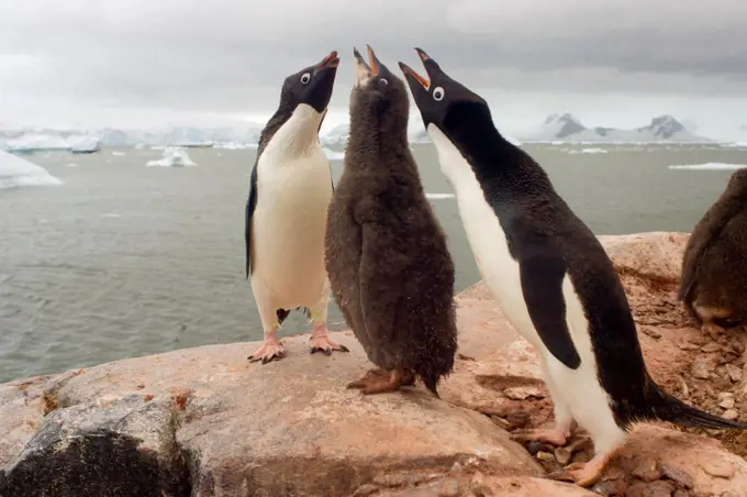 Adelie Penguin Parents with Chick