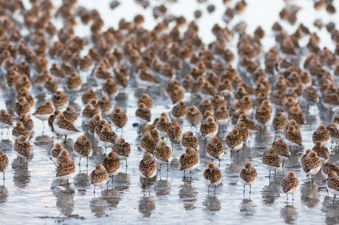 Flock of Western Sandpipers (Calidris mauri) resting on a mudflat, Hartney Bay, Copper River Delta, Cordova, Alaska, USA