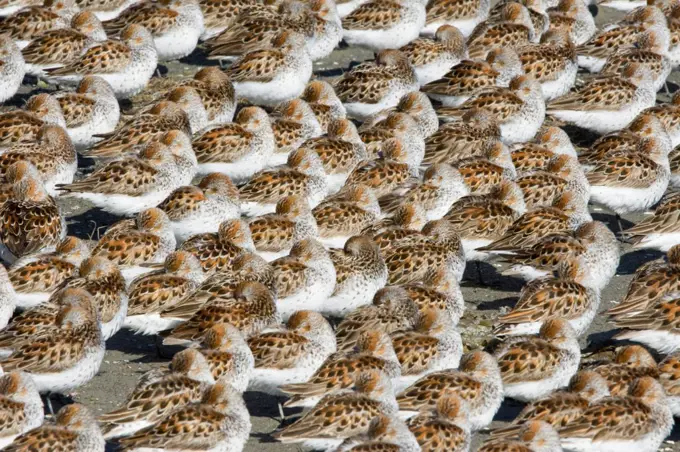 Flock of Western Sandpipers (Calidris mauri) resting on a mudflat, Hartney Bay, Copper River Delta, Cordova, Alaska, USA