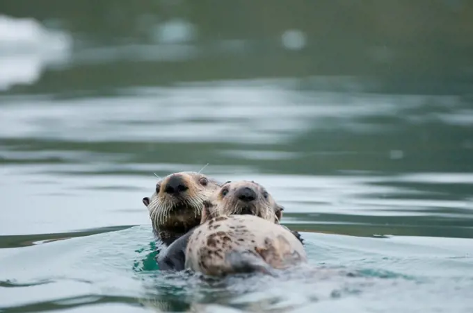 Female Sea otter (Enhydra lutris) resting with its young, Columbia Glacier, Columbia Bay, Chugach National Forest, Alaska, USA