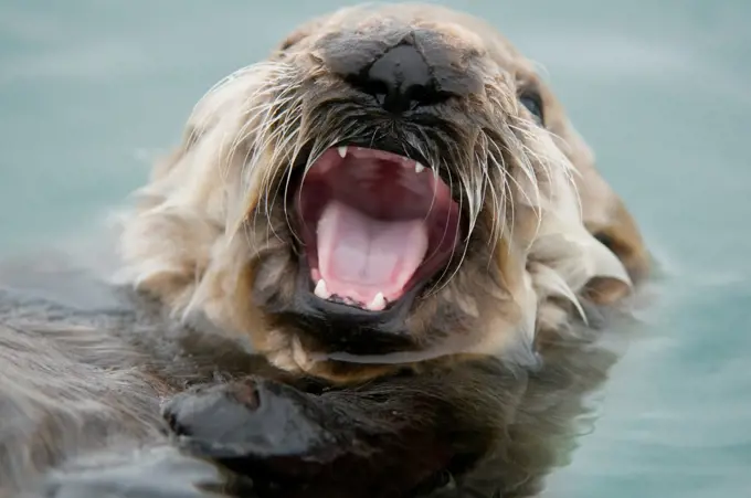 Sea otter (Enhydra lutris) yawning, Columbia Glacier, Columbia Bay, Chugach National Forest, Alaska, USA