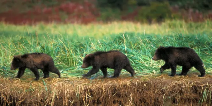 Three Grizzly Bear Cubs Walk Along a Riverbank, Katmai National Park and Preserve, Alaska