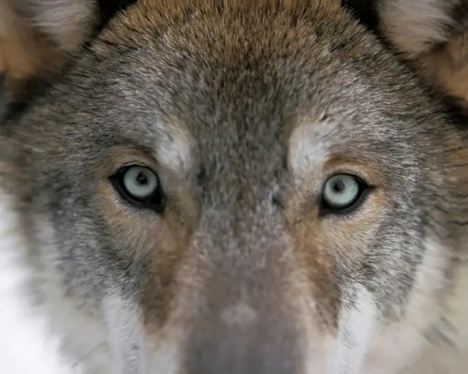 Eyes of a Gray Wolf