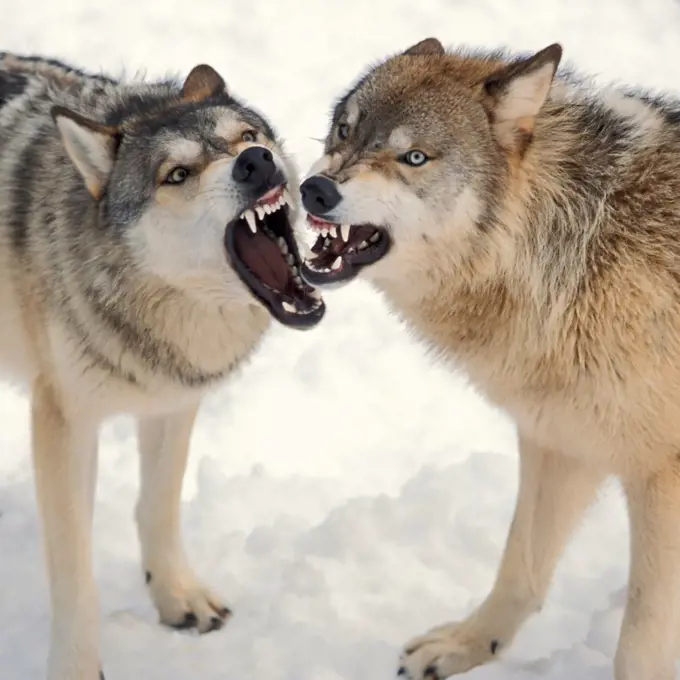 Gray Wolves Baring Their Teeth