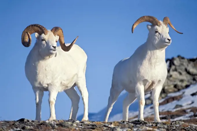 Pair of Male Dall Sheep on Mount Margaret, Denali National Park