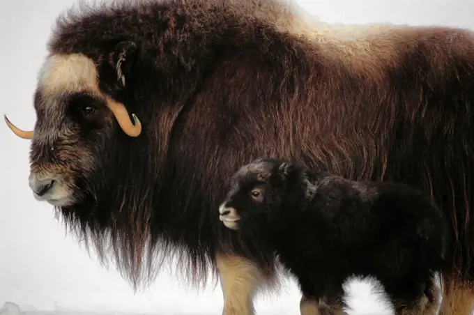 Muskox Cow with Newborn Calf