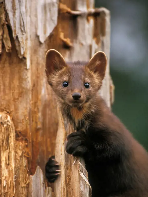 Pine Marten Up a Tree in the Takshanuk Mountains