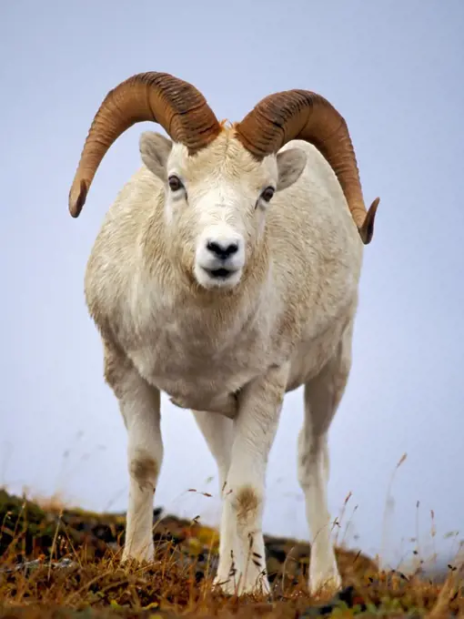 Dall Sheep Ram on Mount Margaret