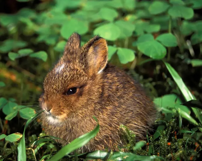 Pygmy Rabbit in Clovers, North Fork of the Quinault River, Olympic National Park, Olympic Peninsula, Washington, USA