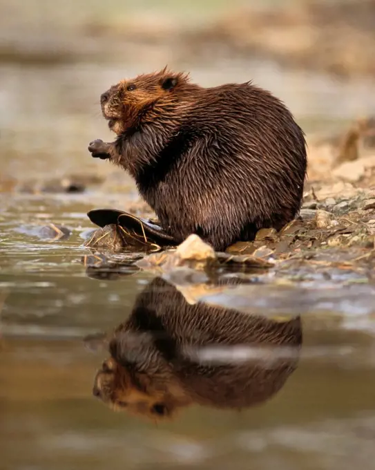 Beaver Along a Kettle Pond in Denali National Park