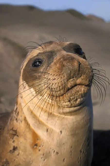 Northern Elephant Seal Adult on a Beach