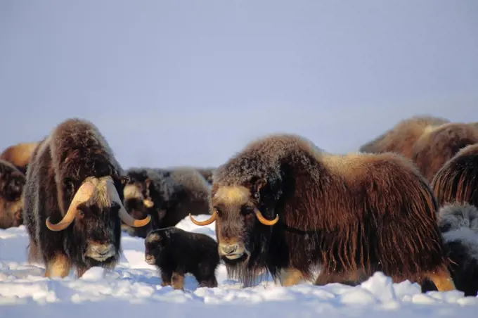 Muskox Bull Cow and Calf