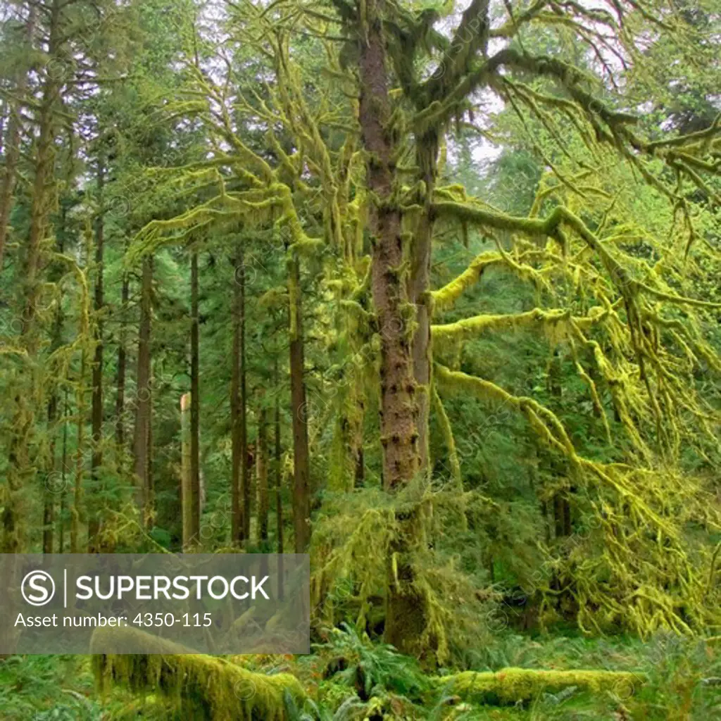 Trees and Moss in Bogachiel Rainforest