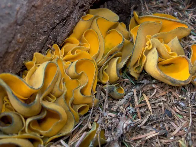 Orange Cup Fungi