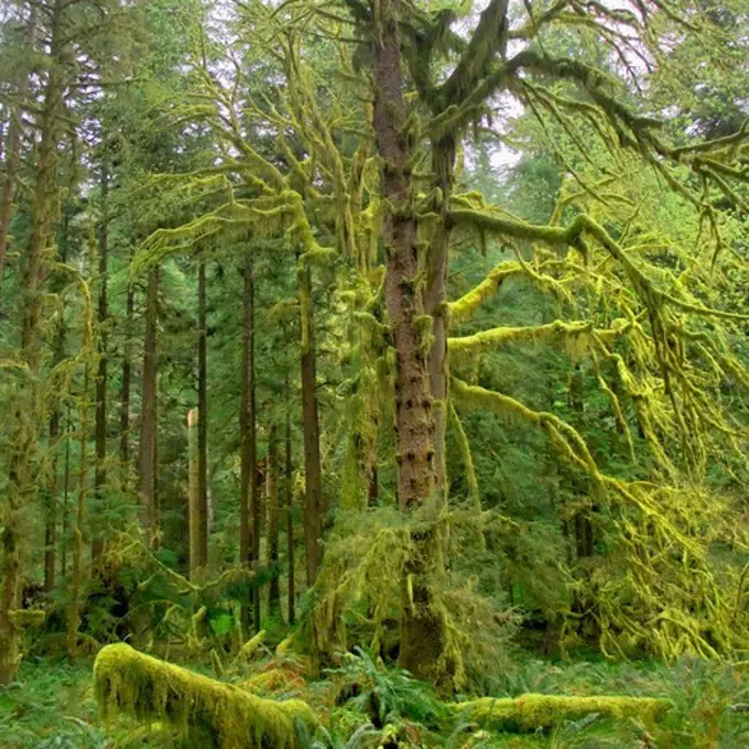 Trees and Moss in Bogachiel Rainforest