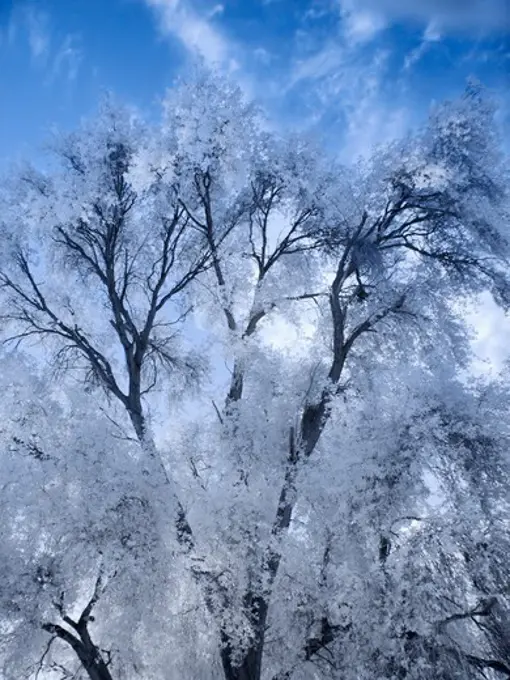 Surreal Willow in Infrared