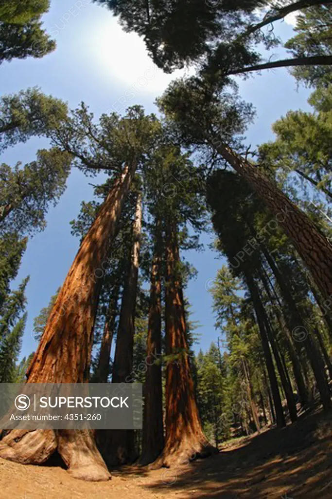 The Mariposa Grove of redwoods in the south end of Yosemite National Park, California.