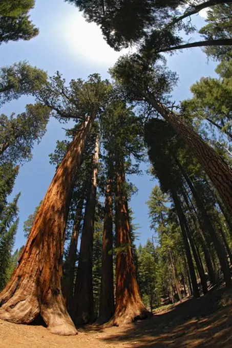 The Mariposa Grove of redwoods in the south end of Yosemite National Park, California.