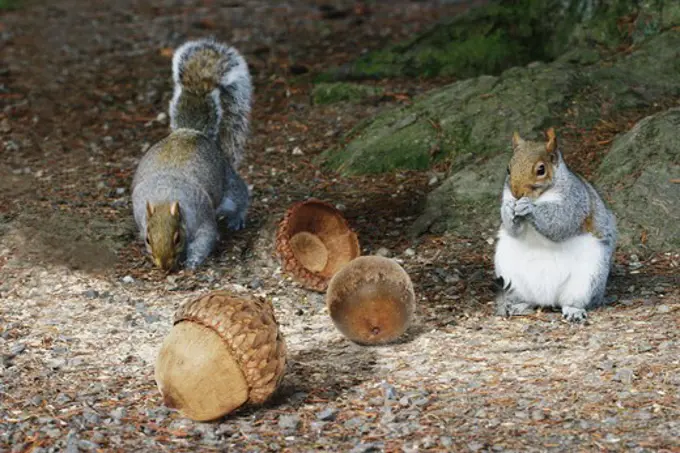 Two Squirrels and Some Huge Acorns