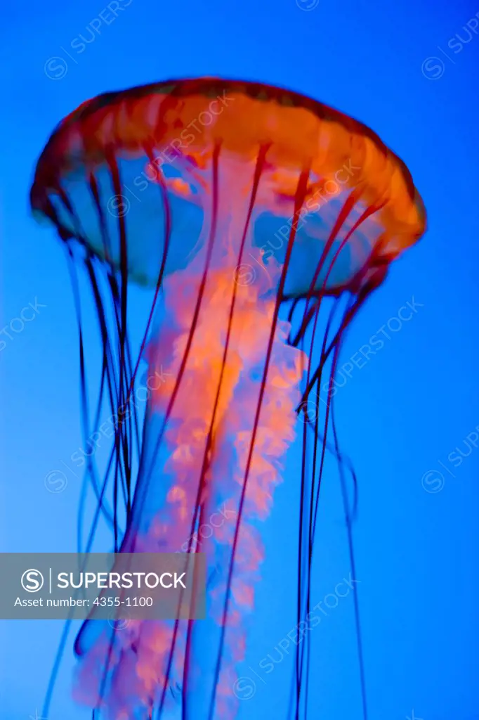 Jellyfish at New England Aquarium