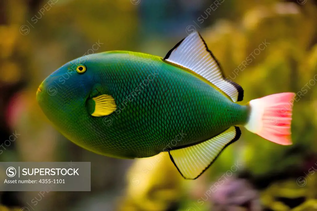 Pink-Tailed Triggerfish