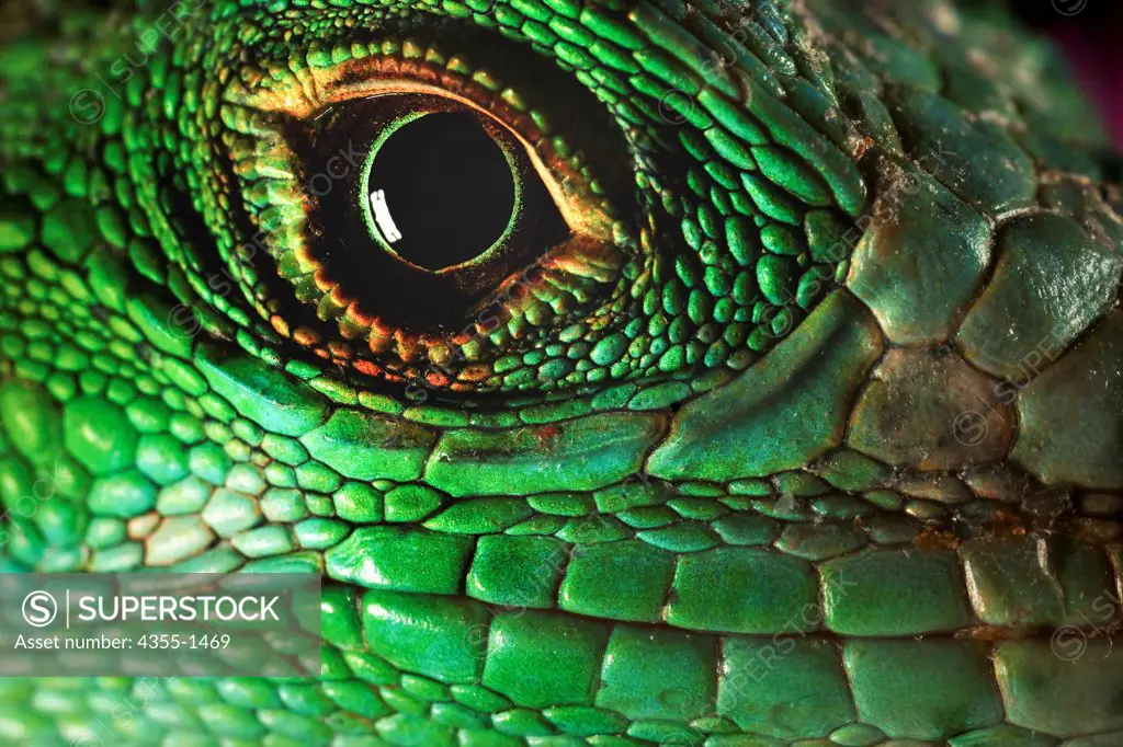 The scales around an iguana's eye and mouth.