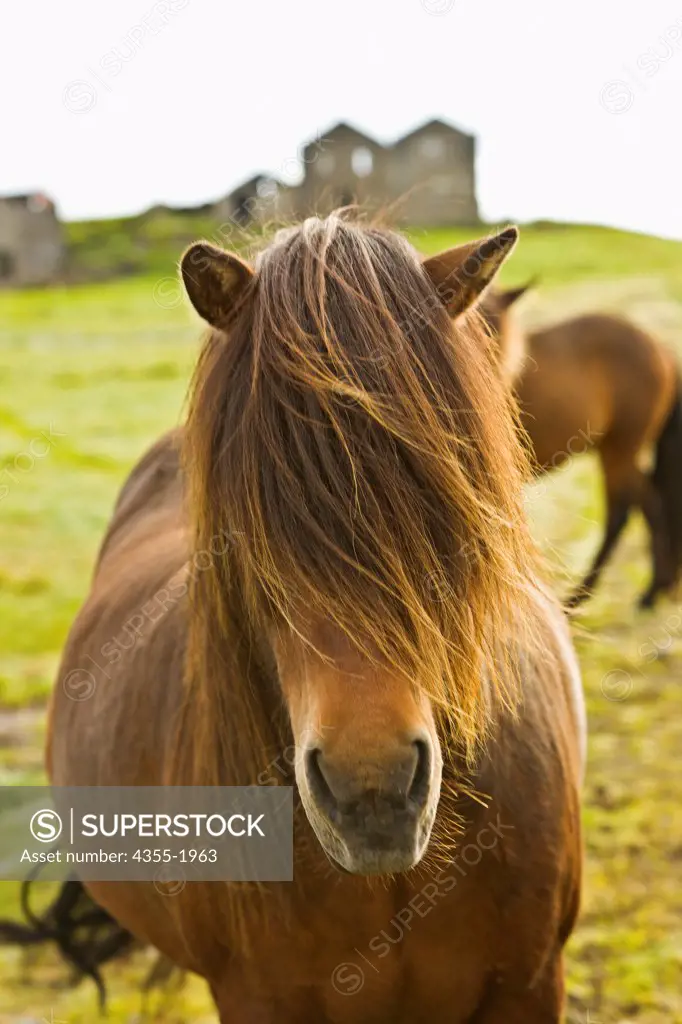 A shaggy-maned Icelandic Horse on a farm in the coastal area in the south of Iceland. Icelandic horses are long-lived and hardy. The breed is still used for traditional farm work in its native country, as well as for leisure, showing, and racing.