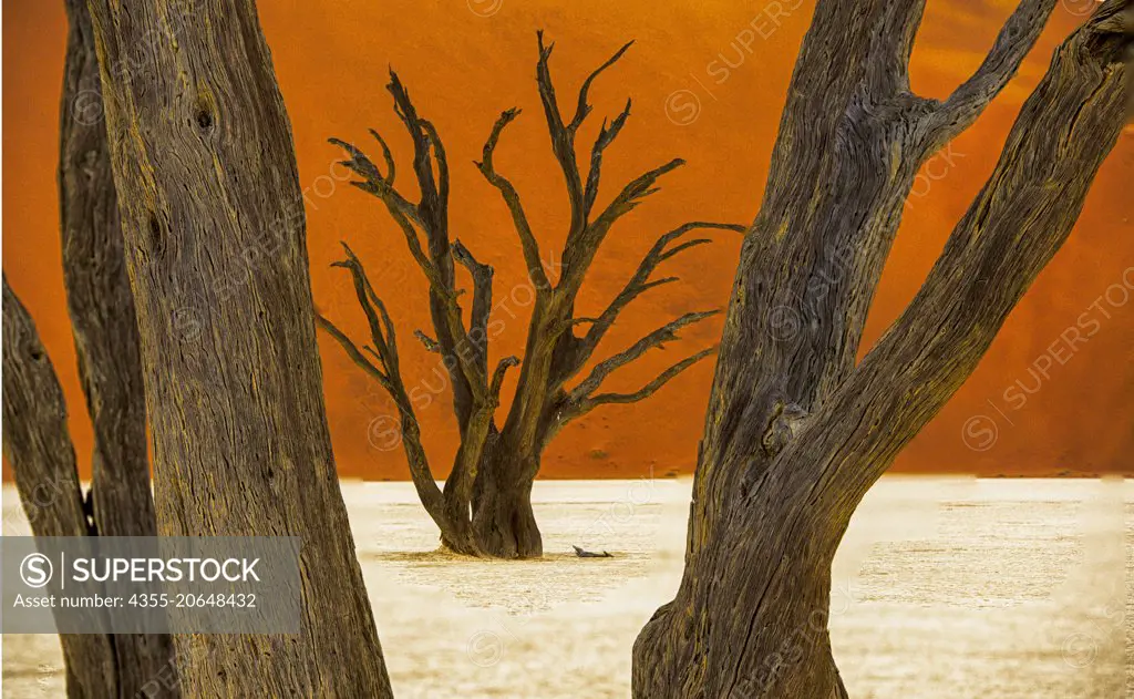 Deadvlei is a white clay pan located near Sossusvlei, inside the Namib-Naukluft Park in Namibia