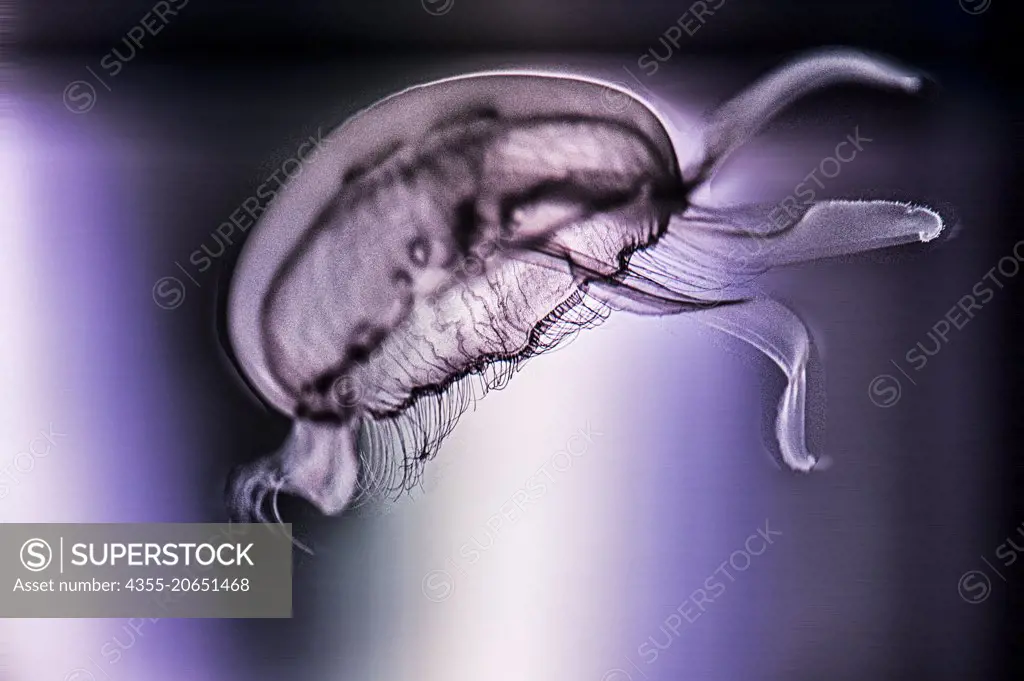 Moon Jellyfish in Florida.